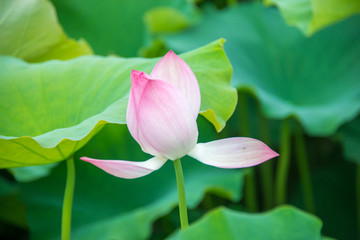 阳光下荷花