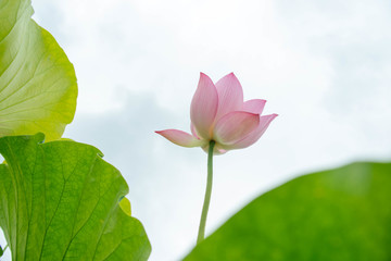 阳光荷花