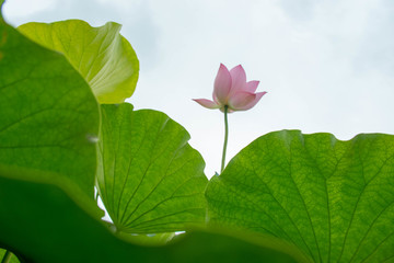 阳光下的荷花