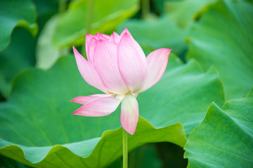 荷花特写