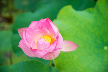 荷花包