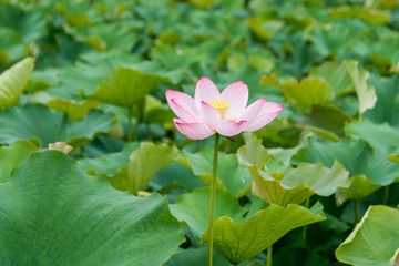 荷花特写