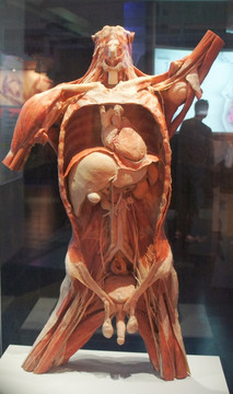 人体器官