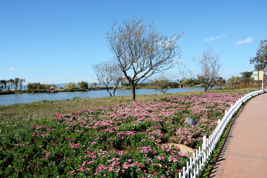 昆明 湿地公园鲜花
