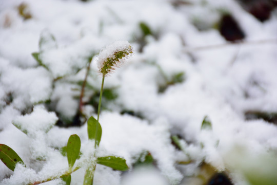 下雪素材