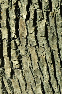 樟木树皮