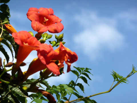 凌霄花高清