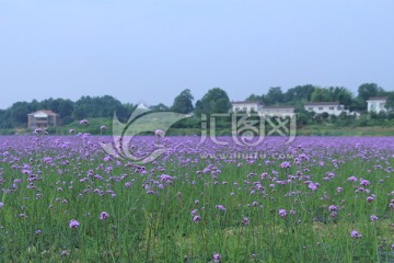 紫色马鞭草花海