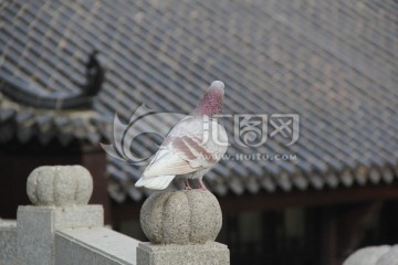 寺庙眺望的鸽子