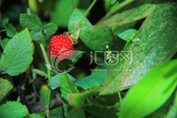 树莓野草莓