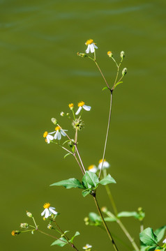 鬼针草