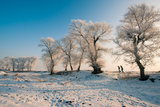 雾凇 雪景