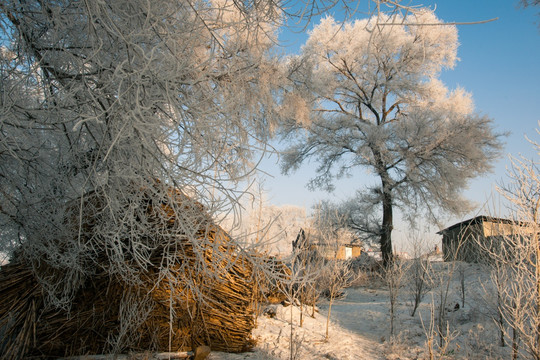 阳光雾凇雪景