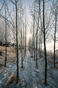 小树林冬景