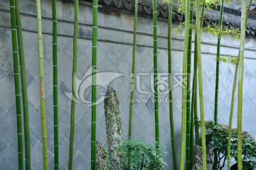 杭州胡雪岩故居里的竹林