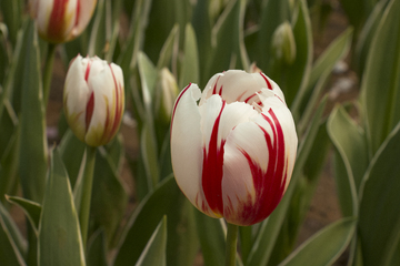 郁金香花展JPG