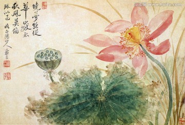 出水芙蓉