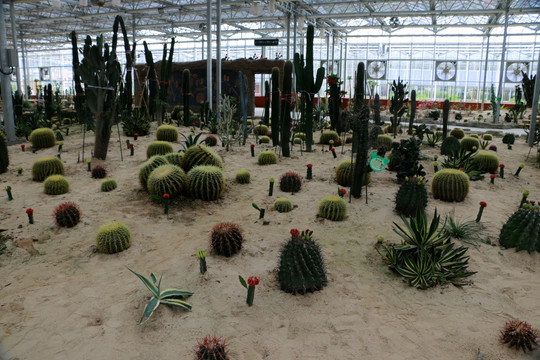 沙漠植物