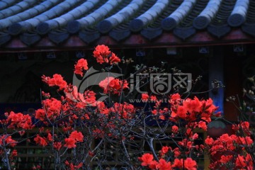 杜鹃花映山红