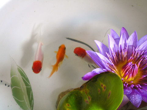 莲花与小金鱼
