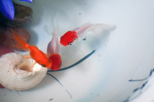 金鱼 观赏鱼 白色红帽金鱼