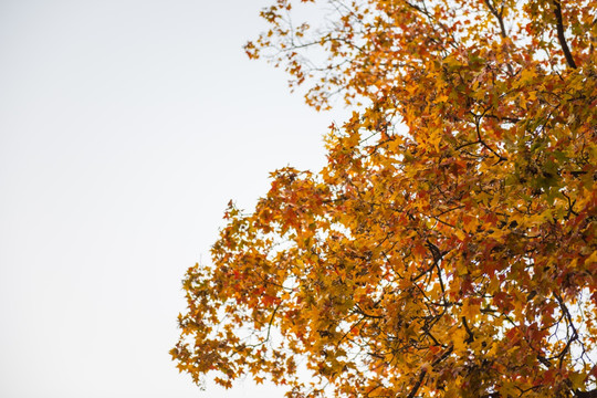 秋天的枫叶 植物背景 自然树木