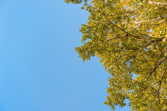 树冠蓝天背景素材 自然背景植物