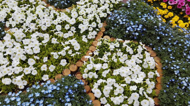 花朵 花卉 喇叭花