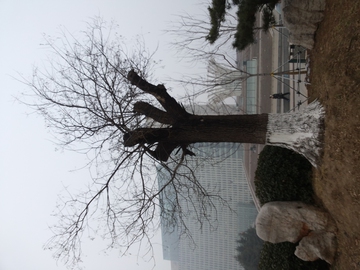 枯树