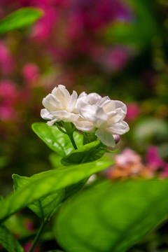 盛开的茉莉花