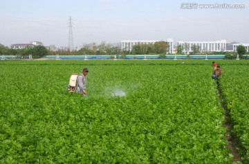 西芹种植园 喷洒农药