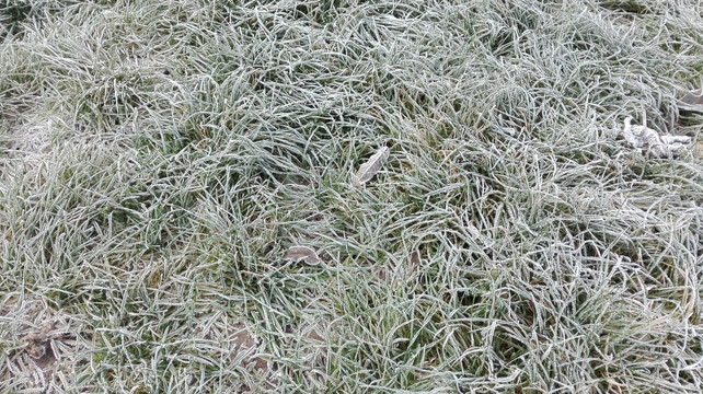 霜 草地上的霜