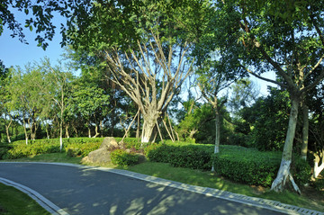 公园道路和树木