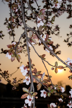 红叶李 夕阳