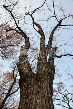百年椴树