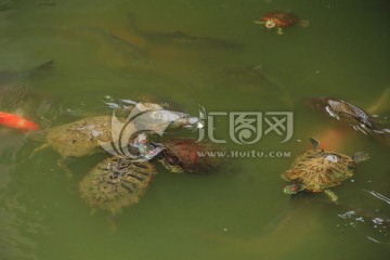 水中的乌龟