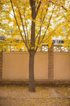 围墙 银杏树 秋天风景 钓鱼台