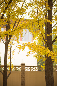 钓鱼台银杏树 北京风景 秋天树
