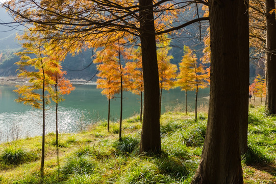 红杉林美景