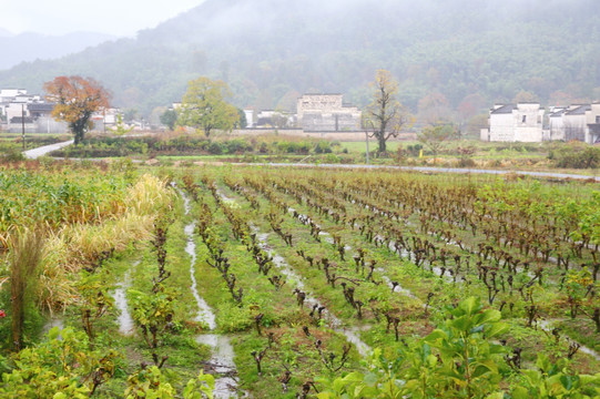 田野山村