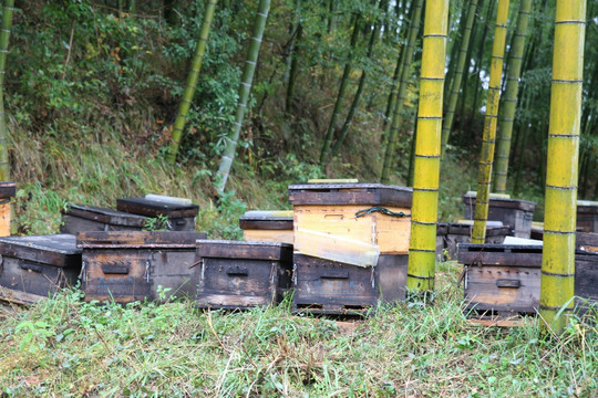 竹林养蜂场 蜂箱