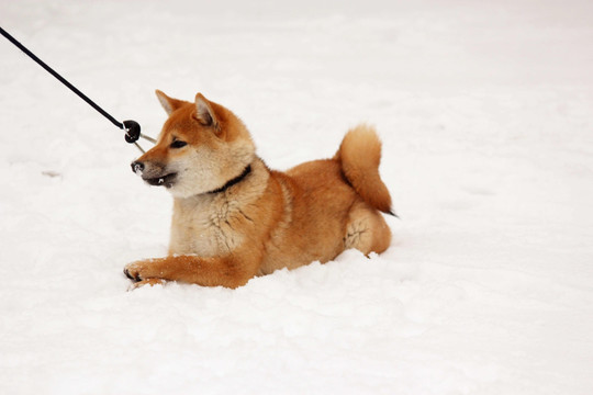 雪地柴犬