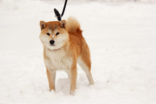 黄柴犬