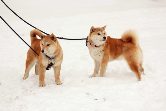 黄柴犬