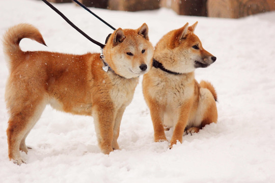 雪地柴犬