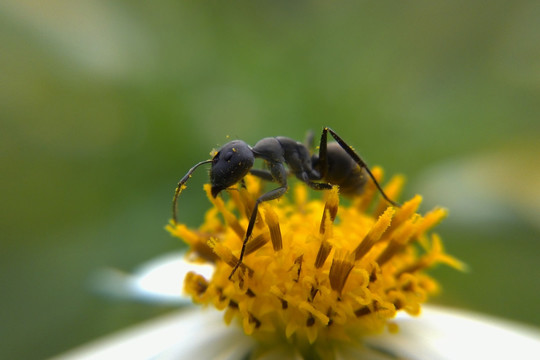 黑蚁采花粉