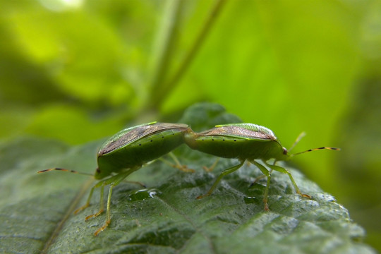 交配的蝽虫