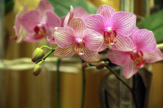 蝴蝶兰鲜花