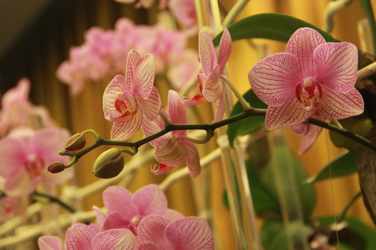 鲜花 蝴蝶兰