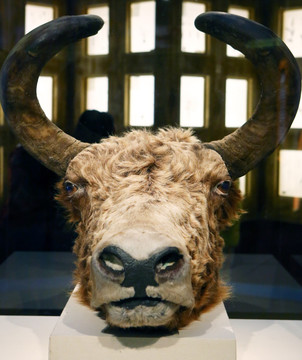 藏族牦牛头标本